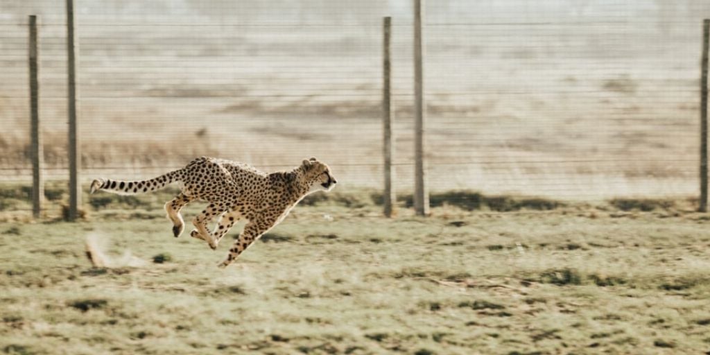 Cheetah