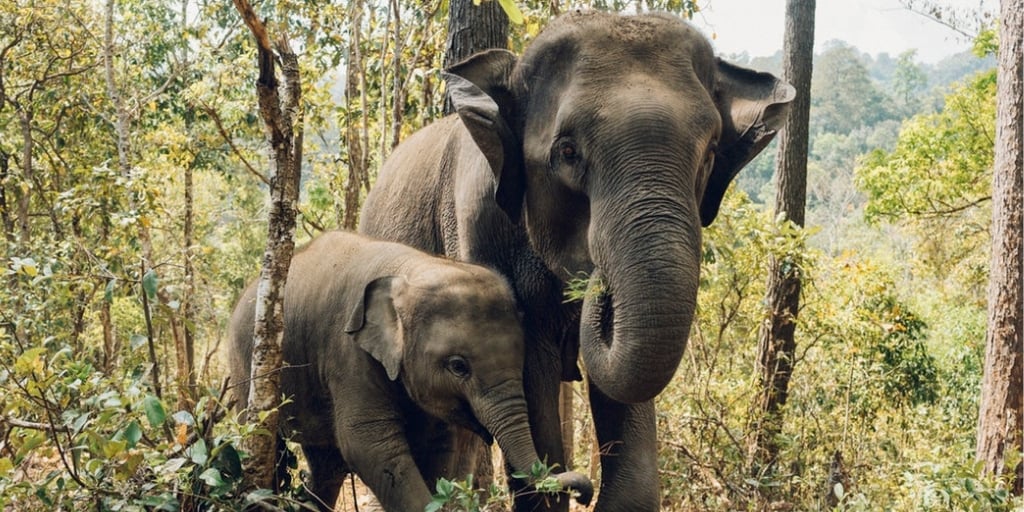 Elephants