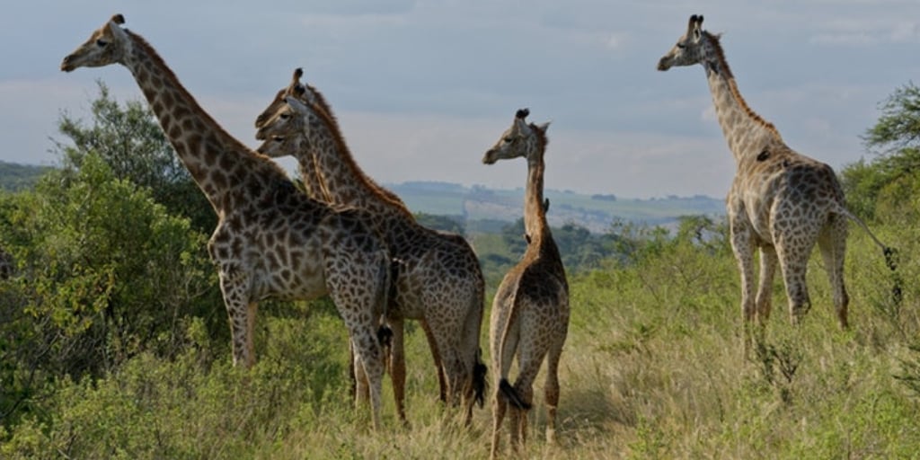 Giraffes