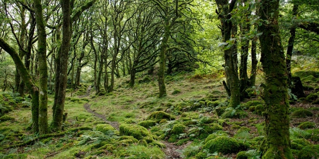 Green woodland