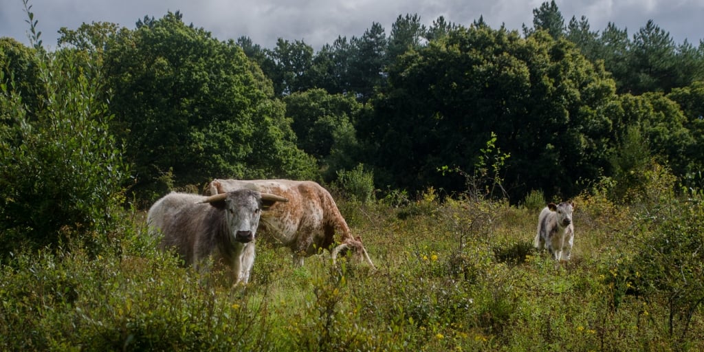 Knepp cattle