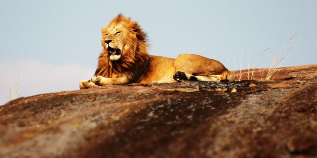 Lion 2