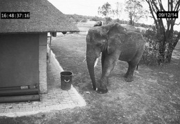 Optimized-elephant cleaning-1.jpg