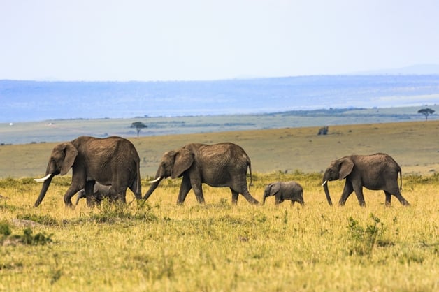 elephants reuse how to eat incremental milestone