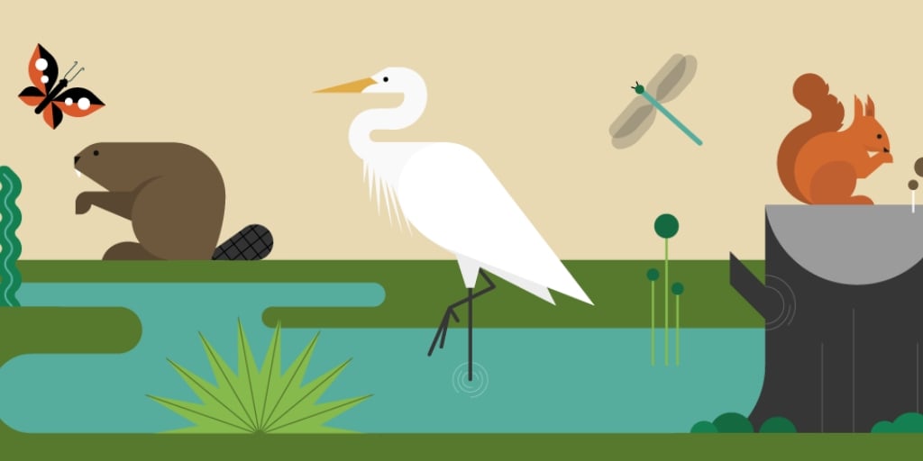 Rewilding Britain