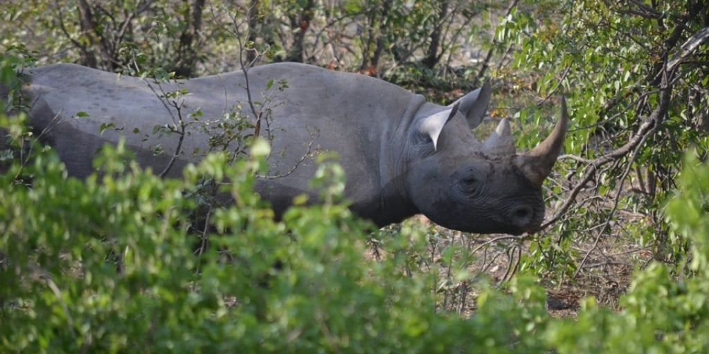 Rhino2