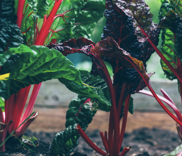 green and red plant photo – Free Vegetable Image on Unsplash