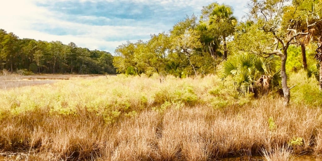 marshes