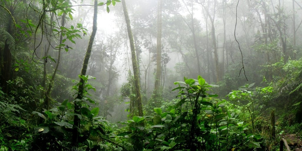 rainforest