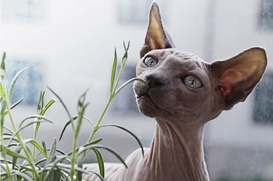 sphynx cat in front of plant photo – Free Animal Image on Unsplash