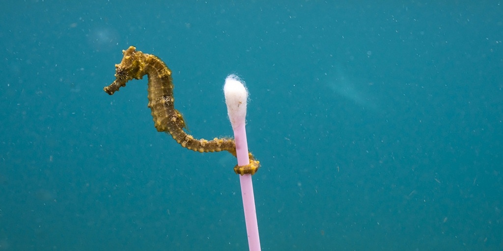 seahorse optimised.jpg